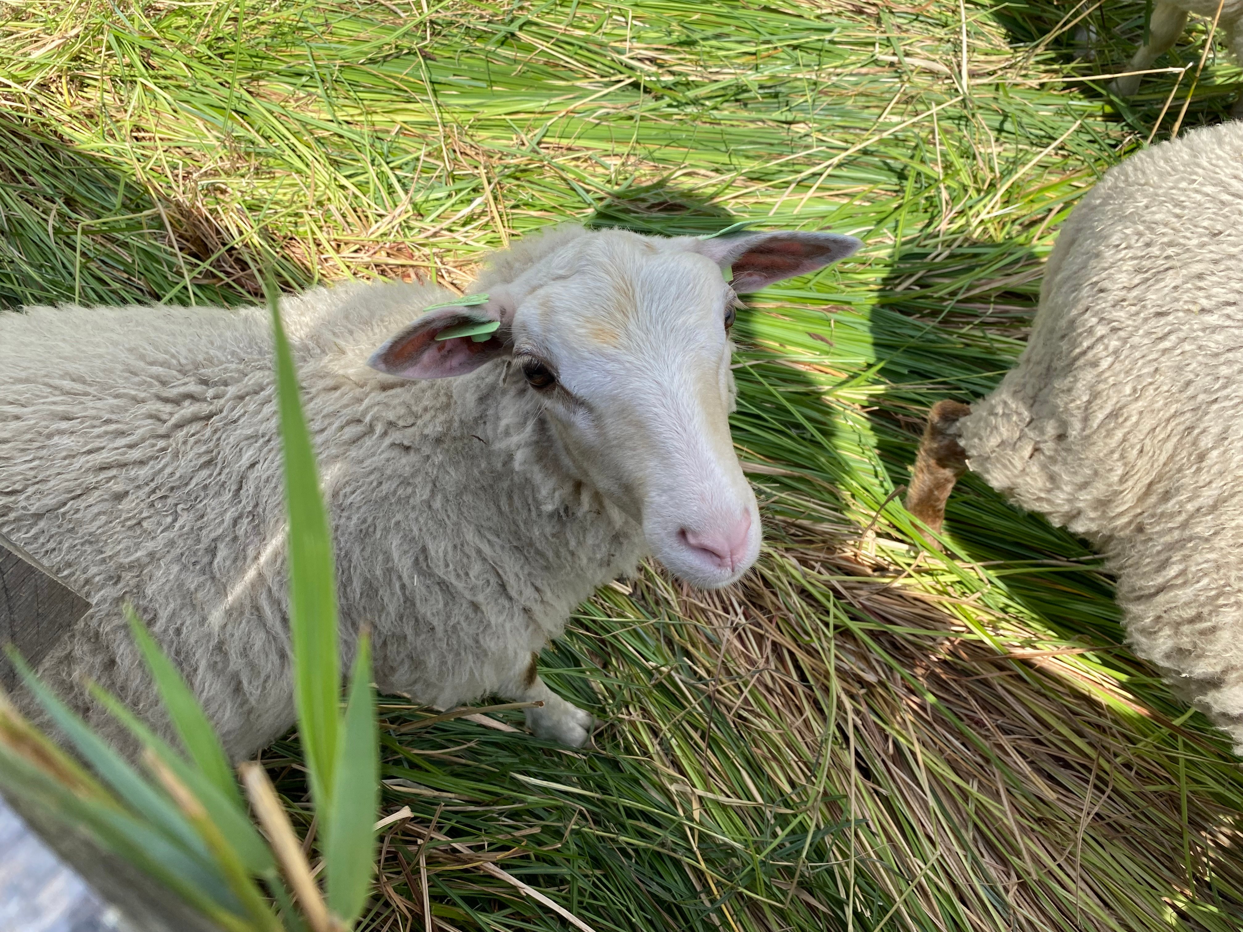 Lei Yang sheep 2